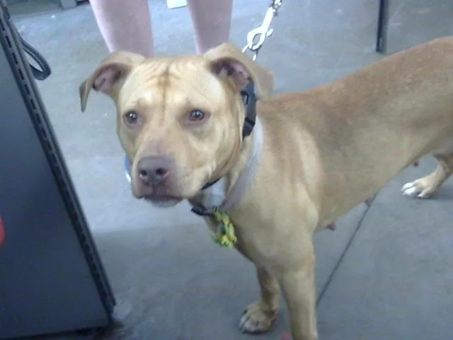 A young large-sized female Mixed Breed dog named Margo for adoption in Dallas, TX