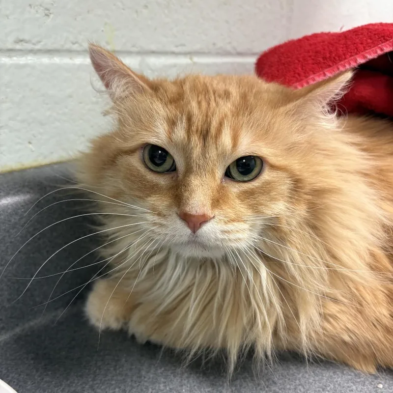 A senior large-sized male Buff / Tan / Fawn Domestic Long Hair cat named Frankinsen for adoption in Waukesha, WI