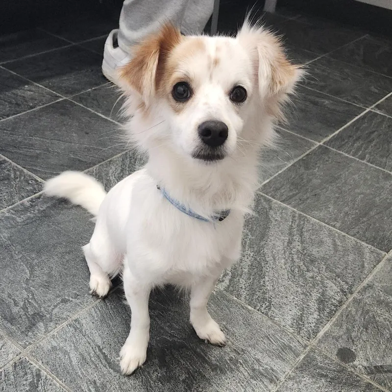 Cooper