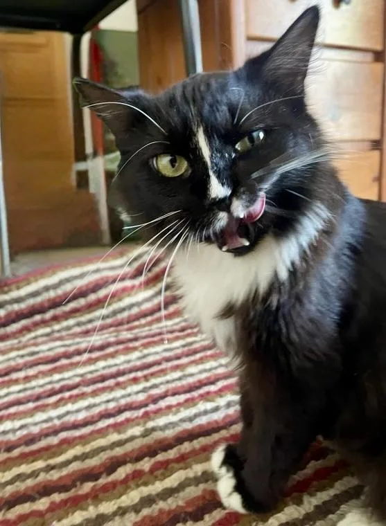 A young medium-sized female Domestic Short Hair cat named Clarice for adoption in Austin, TX