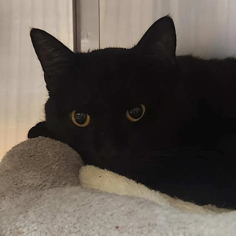 An adult large-sized male Black Domestic Short Hair cat named Crockpot for adoption in Providence, RI