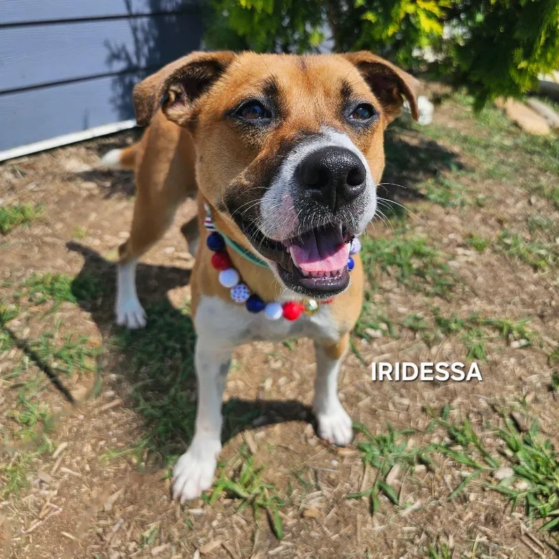Iridessa