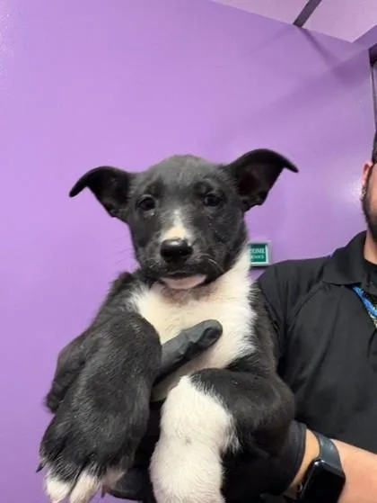 A baby medium-sized male Black Shepherd dog named 60816824 for adoption in El Paso, TX