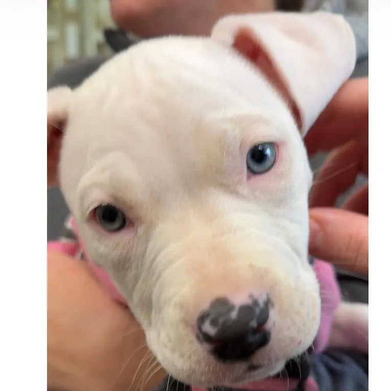 Dottie Lu thumbnail 4