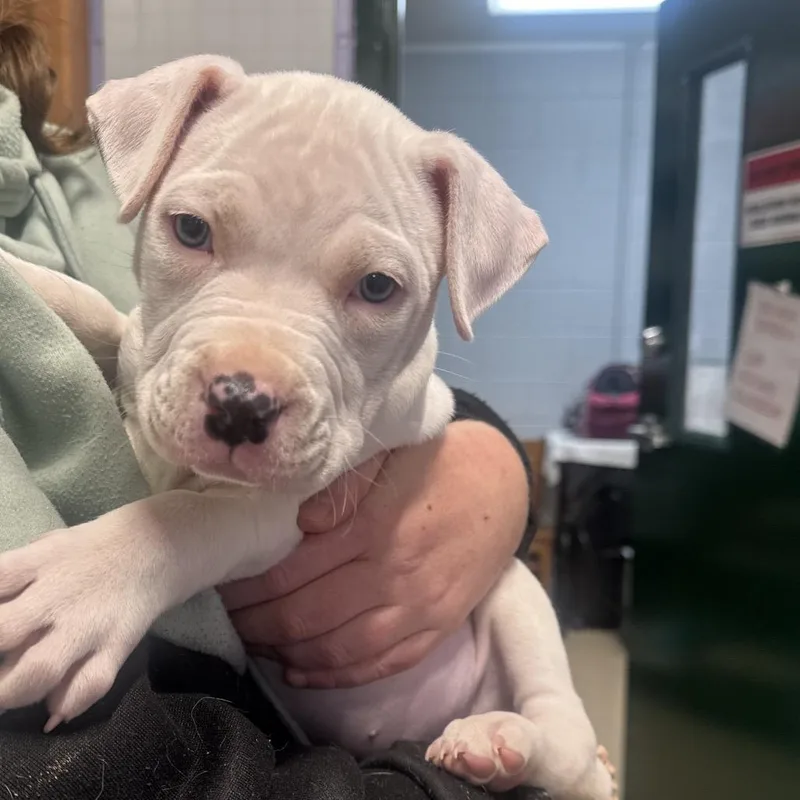 Dottie Lu thumbnail 5