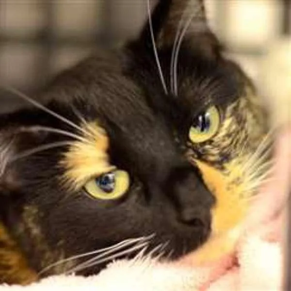 A senior medium-sized female Domestic Short Hair cat named Pearl Companion To for adoption in Stratham, NH
