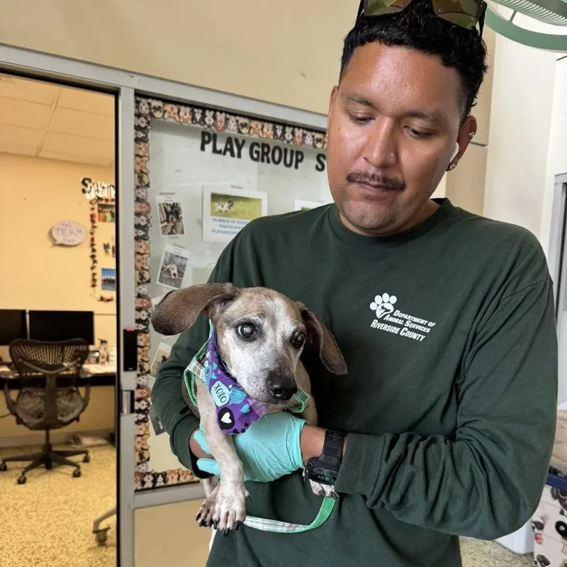 A senior small-sized male White / Cream Dachshund dog named Mr. Green Jeans for adoption in Ramona, CA