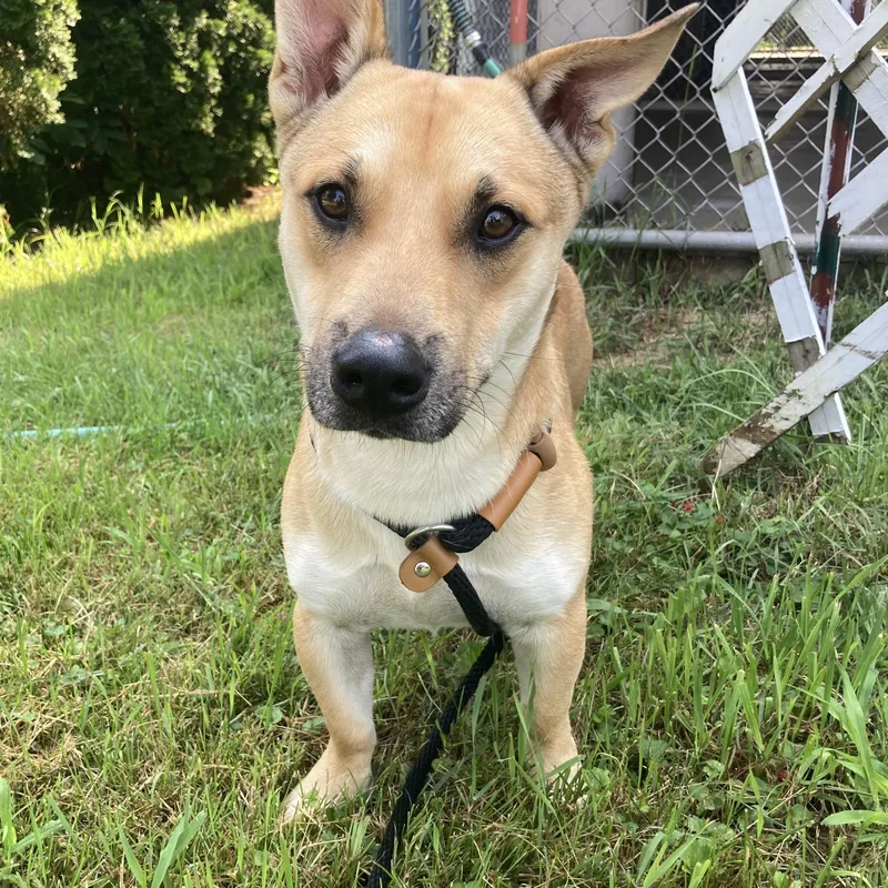 A young medium-sized male Yellow / Tan / Blond / Fawn Mixed Breed dog named Wilco for adoption in Mishawaka, IN