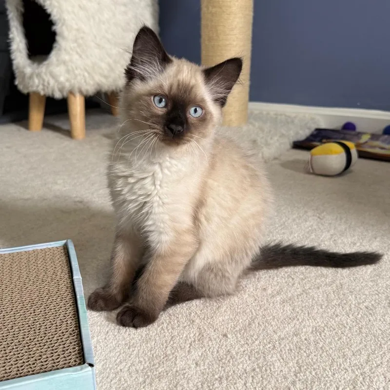 A baby small-sized male Cream / Ivory Domestic Short Hair cat named Lychee for adoption in Gibsonia, PA
