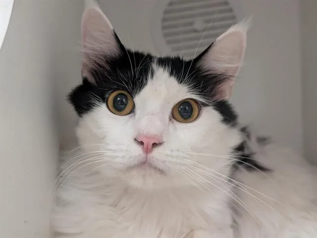 A young small-sized male Domestic Medium Hair cat named Roscoe for adoption in Camarillo, CA