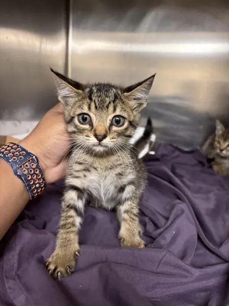 A baby small-sized male Domestic Short Hair cat named Goat for adoption in Melbourne, FL