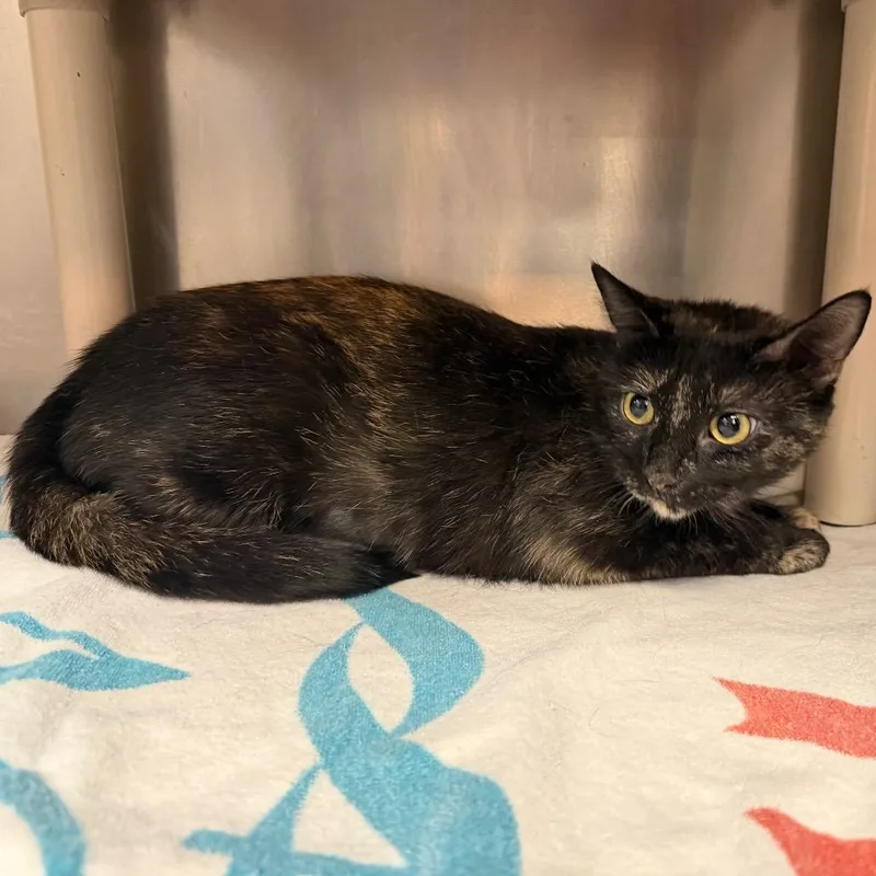A young medium-sized female Domestic Short Hair cat named Mama Pajamas Fka Gofy for adoption in Perkiomenville, PA