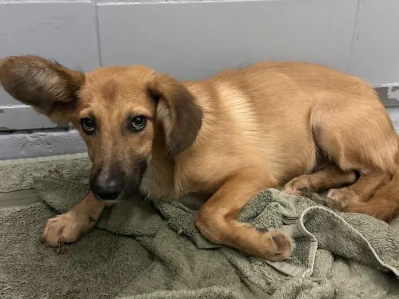 A young medium-sized male German Shepherd Dog dog named Rooster for adoption in Houston, TX