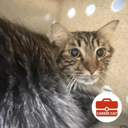 An adult small-sized male Domestic Long Hair cat named Bartholomew Mew Mew for adoption in Roseville, CA