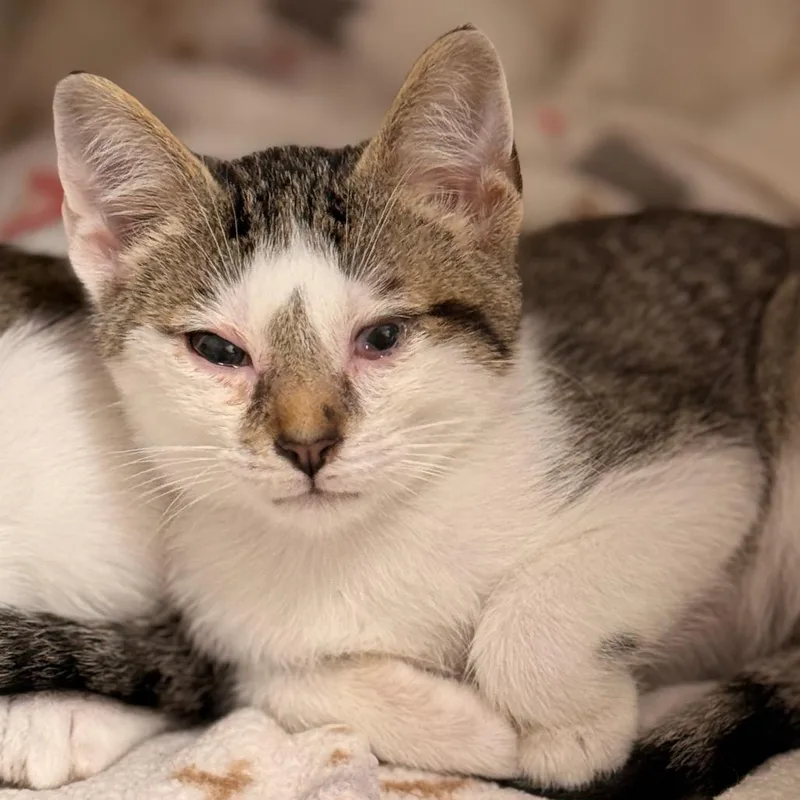 A baby small-sized male Domestic Short Hair cat named Seabert for adoption in Cumming, GA