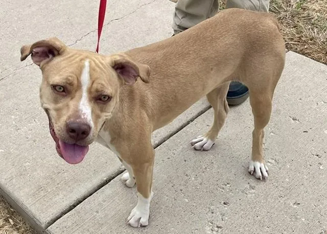 A young medium-sized female Staffordshire Bull Terrier dog named Blondie for adoption in Sunnyvale, TX
