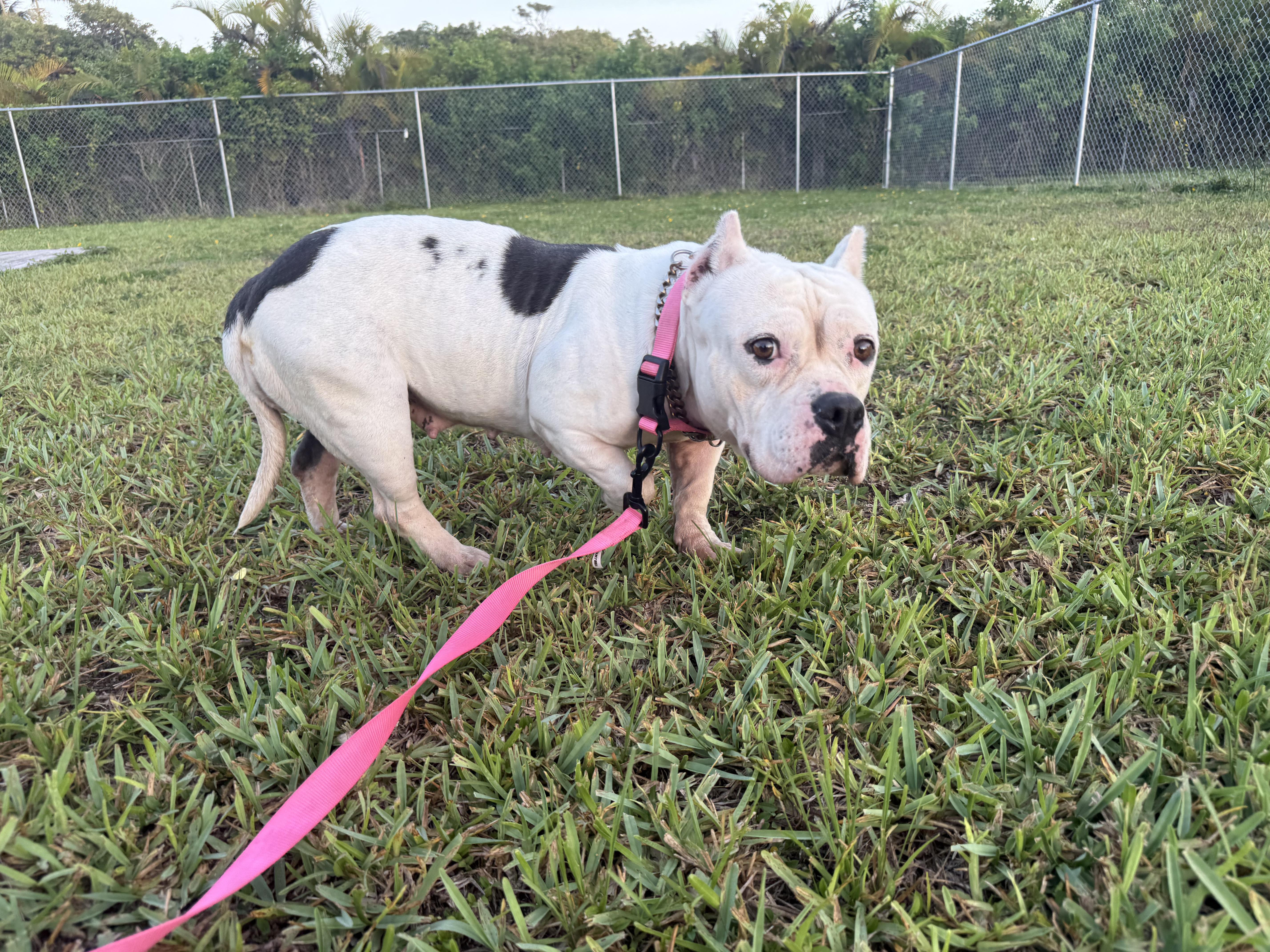 A young medium-sized female Bulldog dog named Chloe for adoption in Homestead, FL