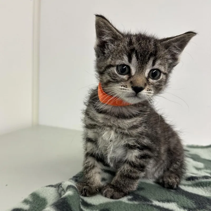 A baby small-sized male Brown / Chocolate Domestic Short Hair cat named Dallas for adoption in Milford, IA