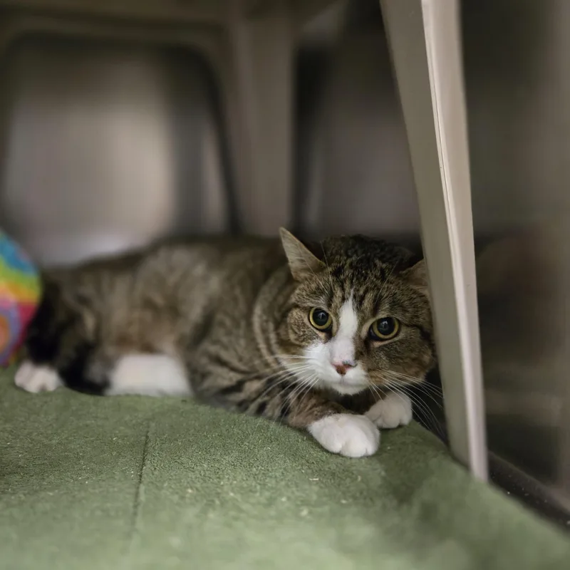 An adult medium-sized male Tabby (Brown / Chocolate) Domestic Short Hair cat named Mark for adoption in Paris, ME