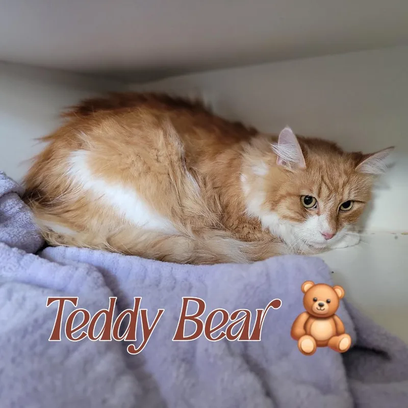 Teddy Bear