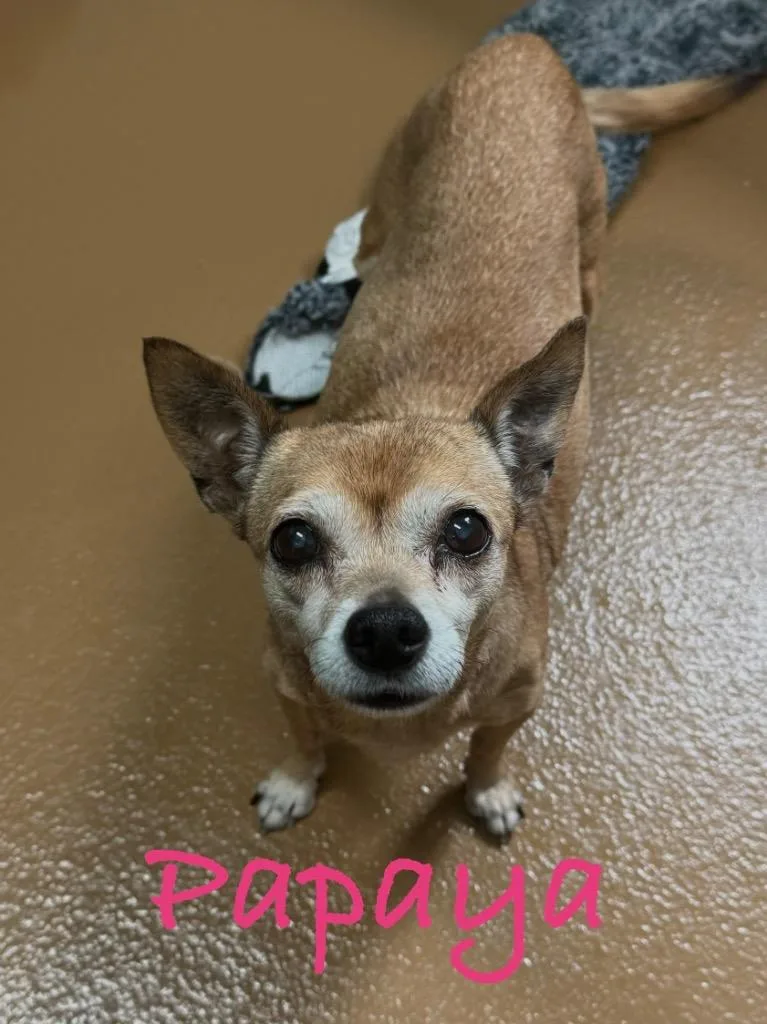 A senior small-sized female Chihuahua dog named Papaya for adoption in Fort Pierce, FL