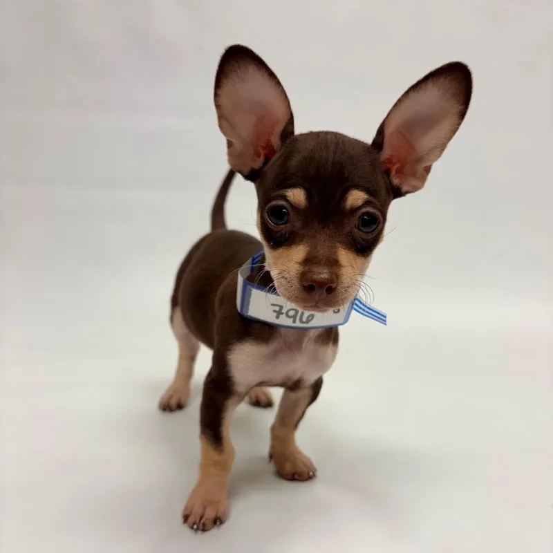 A baby small-sized female Chihuahua dog named Violet for adoption in Parker, CO