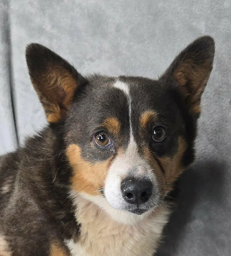 Ringo