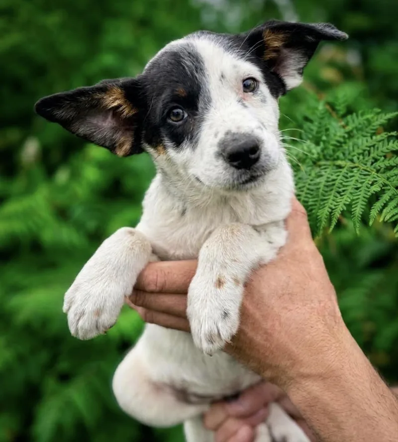 A baby small-sized male Australian Shepherd dog named Ricardo for adoption in Iron Ridge, WI