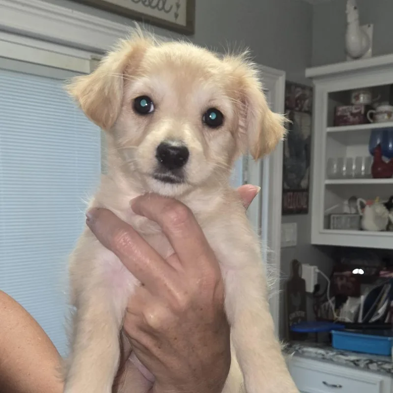 A baby small-sized female Yellow / Tan / Blond / Fawn Chihuahua dog named Missy for adoption in Montgomery, TX