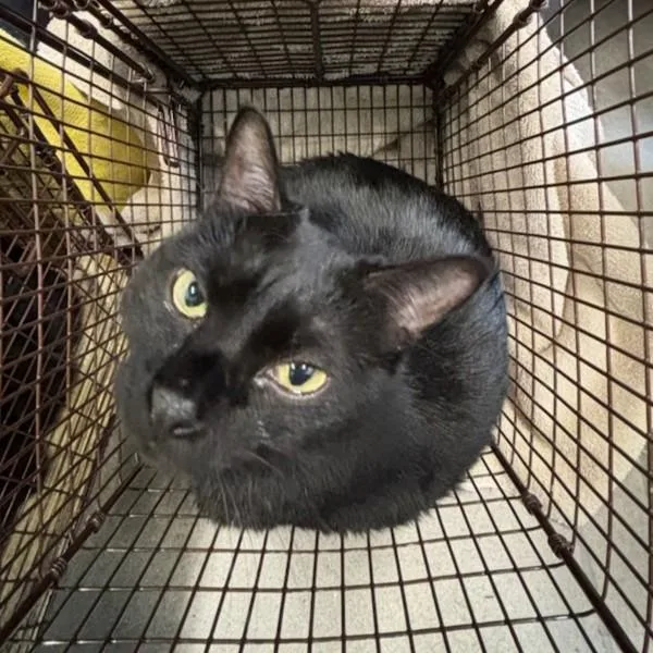 An adult medium-sized female Domestic Short Hair cat named Raya Bonded Buddy for adoption in Des Moines, IA