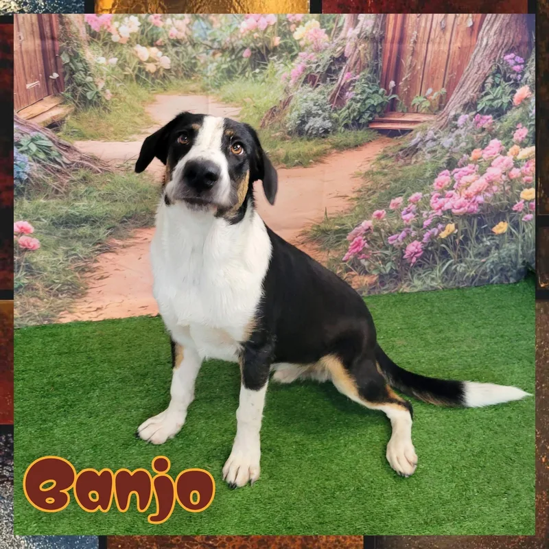An adult medium-sized male Border Collie dog named Banjo for adoption in Daingerfield, TX