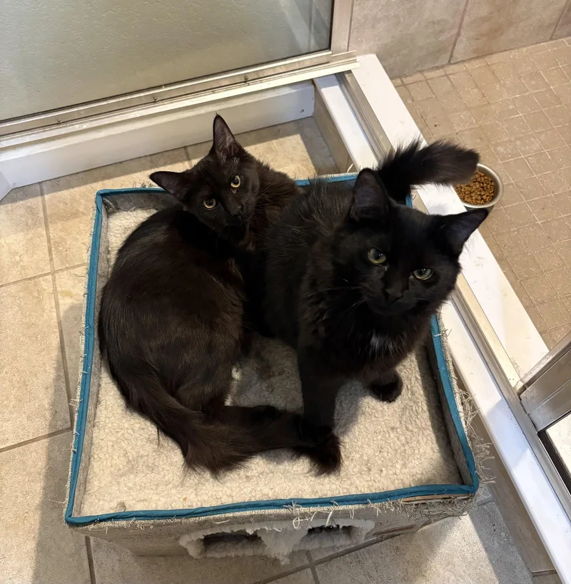 A young medium-sized male Domestic Long Hair cat named Noob Saibot for adoption in Colorado Springs, CO