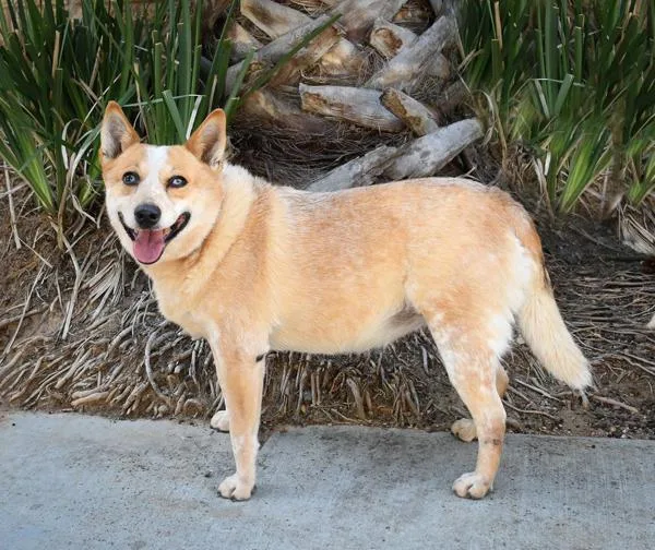 A senior large-sized female Australian Cattle Dog / Blue Heeler dog named Tilly for adoption in Escondido, CA