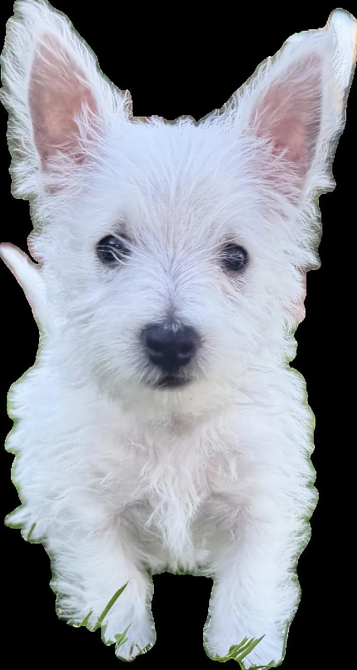 A baby small-sized male West Highland White Terrier / Westie dog named Weston for adoption in la habra, CA