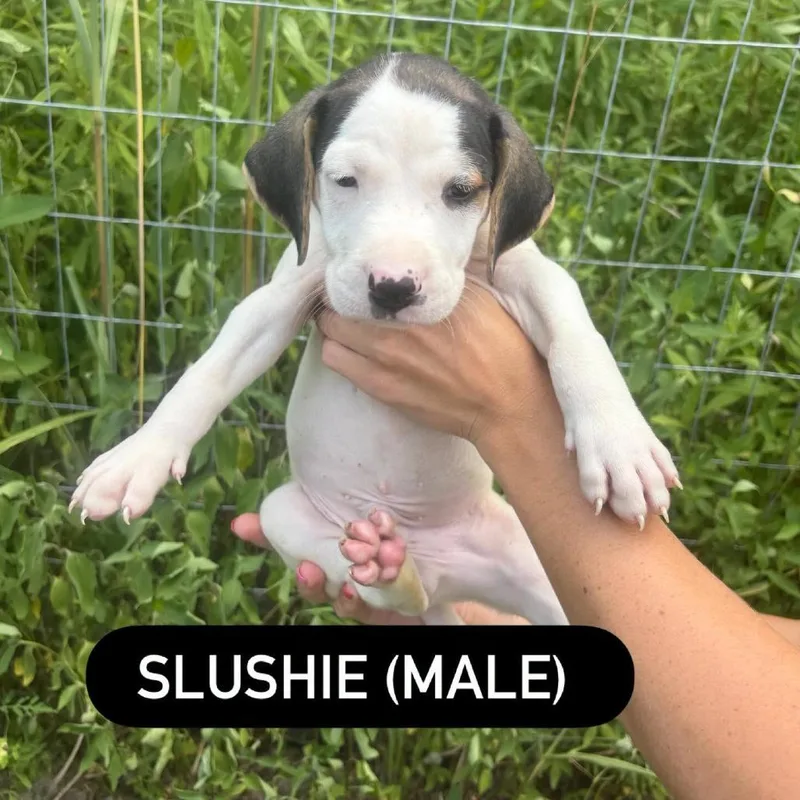 A baby small-sized male White / Cream Hound dog named Slushie for adoption in North Charleston, SC