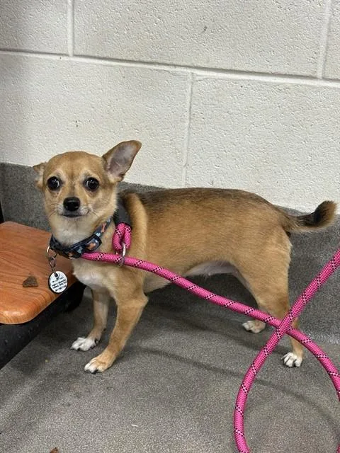An adult small-sized female Chihuahua dog named Reign for adoption in Upper Marlboro, MD