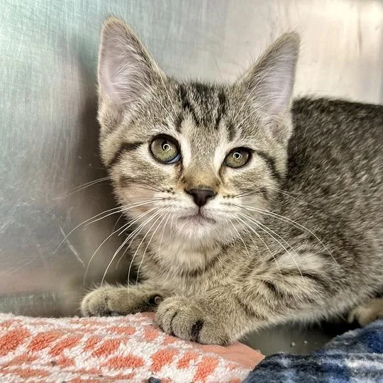 A baby small-sized female Brown / Chocolate Domestic Short Hair cat named Amarilla for adoption in Matteson, IL