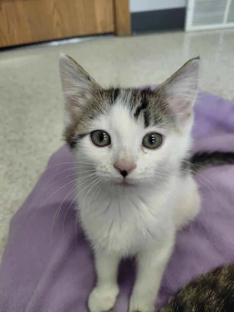 A baby medium-sized female Domestic Short Hair cat named Laurel for adoption in Montello, WI