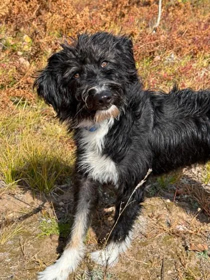 A young medium-sized male Australian Shepherd dog named Boomer for adoption in Gwinn, MI