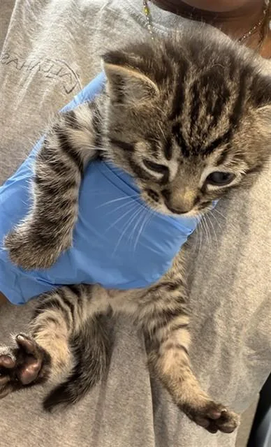 A baby small-sized male Domestic Short Hair cat named Batty Koda for adoption in Tallahassee, FL