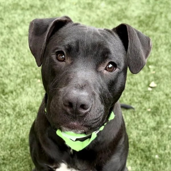 A young medium-sized male American Staffordshire Terrier dog named Stew for adoption in Walnut Creek, CA