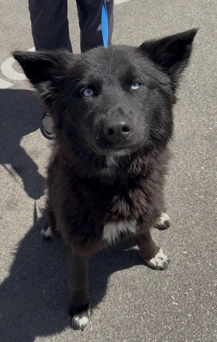 A young medium-sized female Black Border Collie dog named Khepri for adoption in Los Angeles, CA