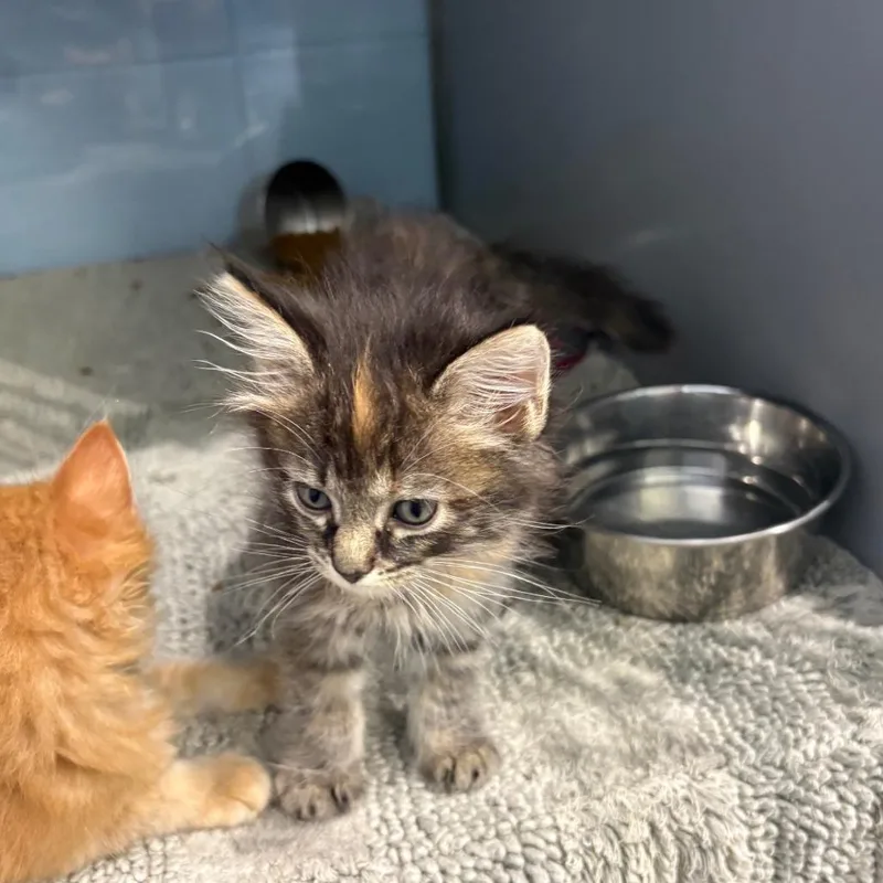 A baby small-sized female Torbie Domestic Medium Hair cat named Lady Bird for adoption in Concord, NH