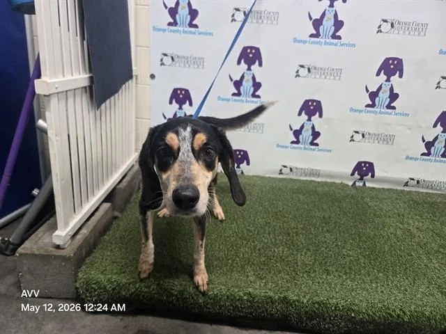 An adult medium-sized female Bluetick Coonhound dog named Babe for adoption in Orlando, FL