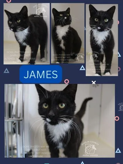 An adult medium-sized male Domestic Short Hair cat named James for adoption in Kenansville, NC