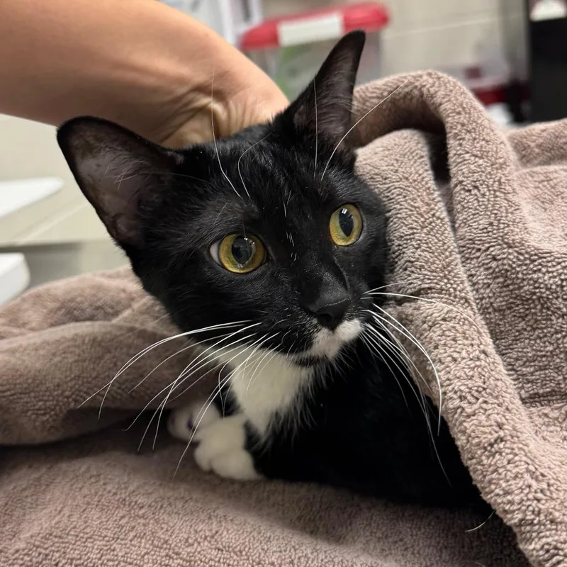 An adult medium-sized female Black Domestic Short Hair cat named Gata for adoption in Murray, UT