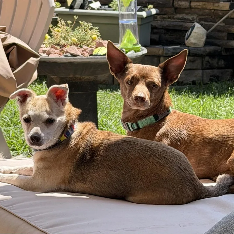 A senior small-sized male Chihuahua dog named Doug and Pickles in for adoption in Cumberland, ME