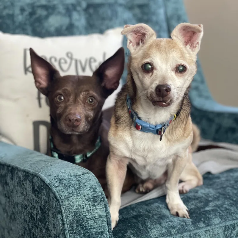 Doug and Pickles in thumbnail 2