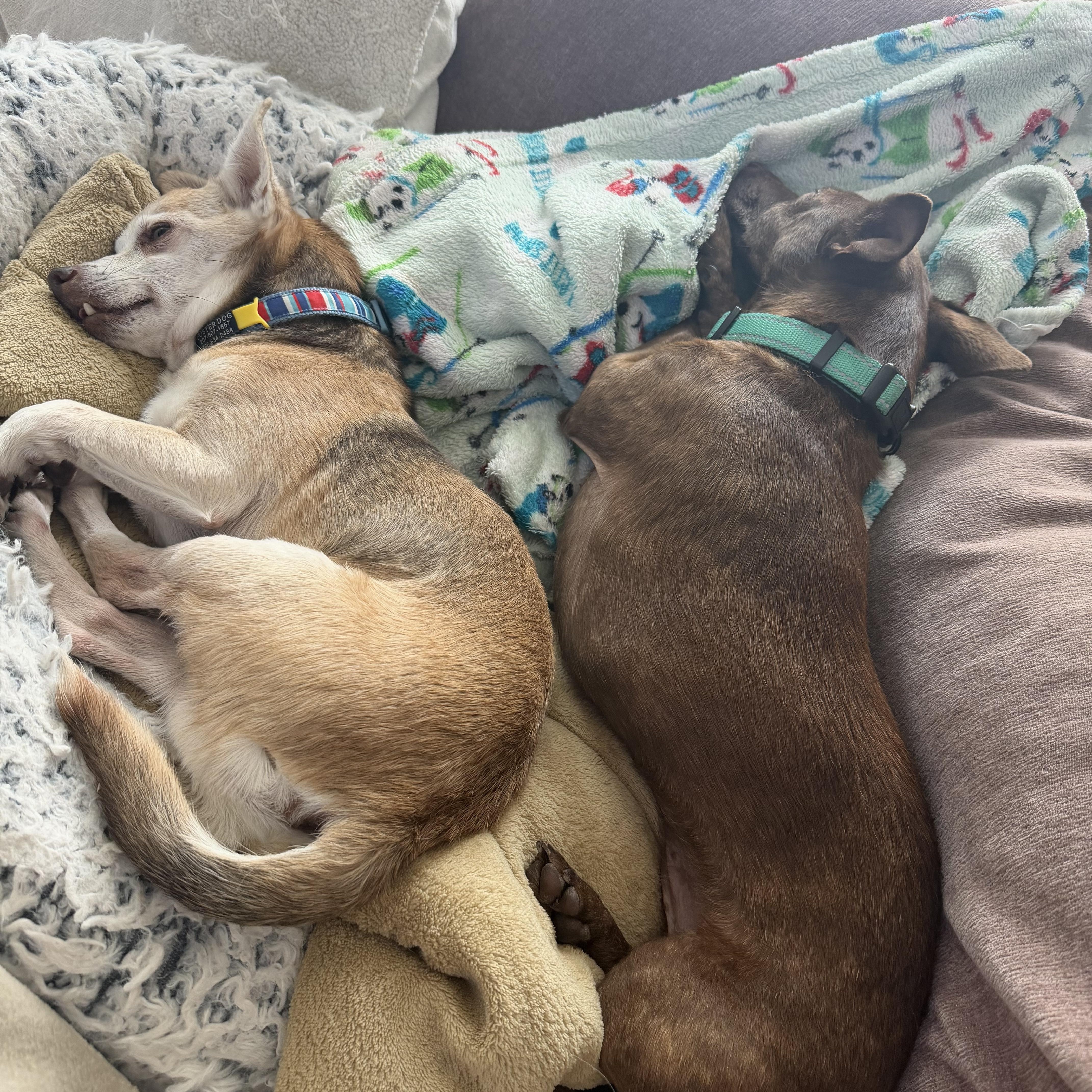Doug and Pickles in thumbnail 3