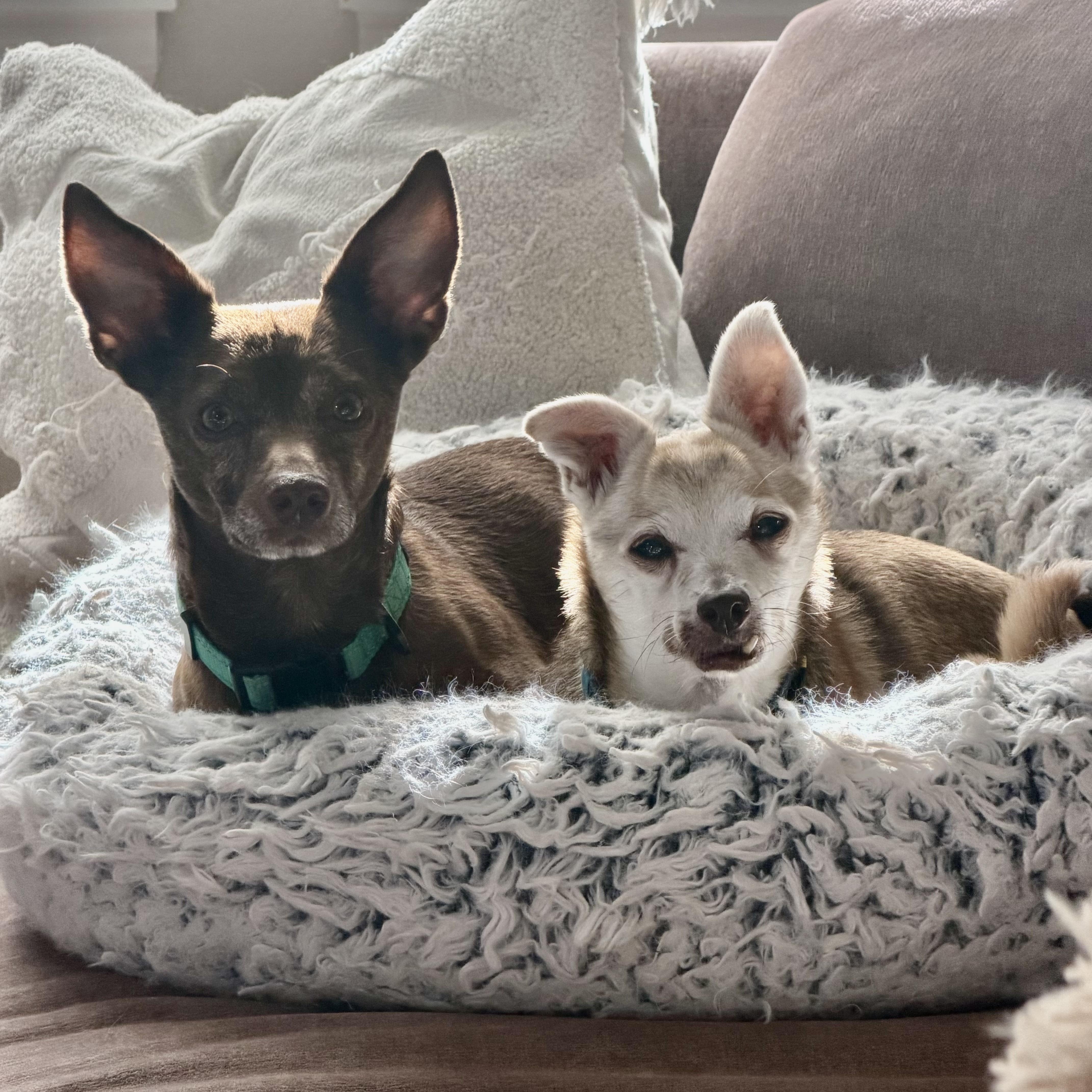 Doug and Pickles in thumbnail 5